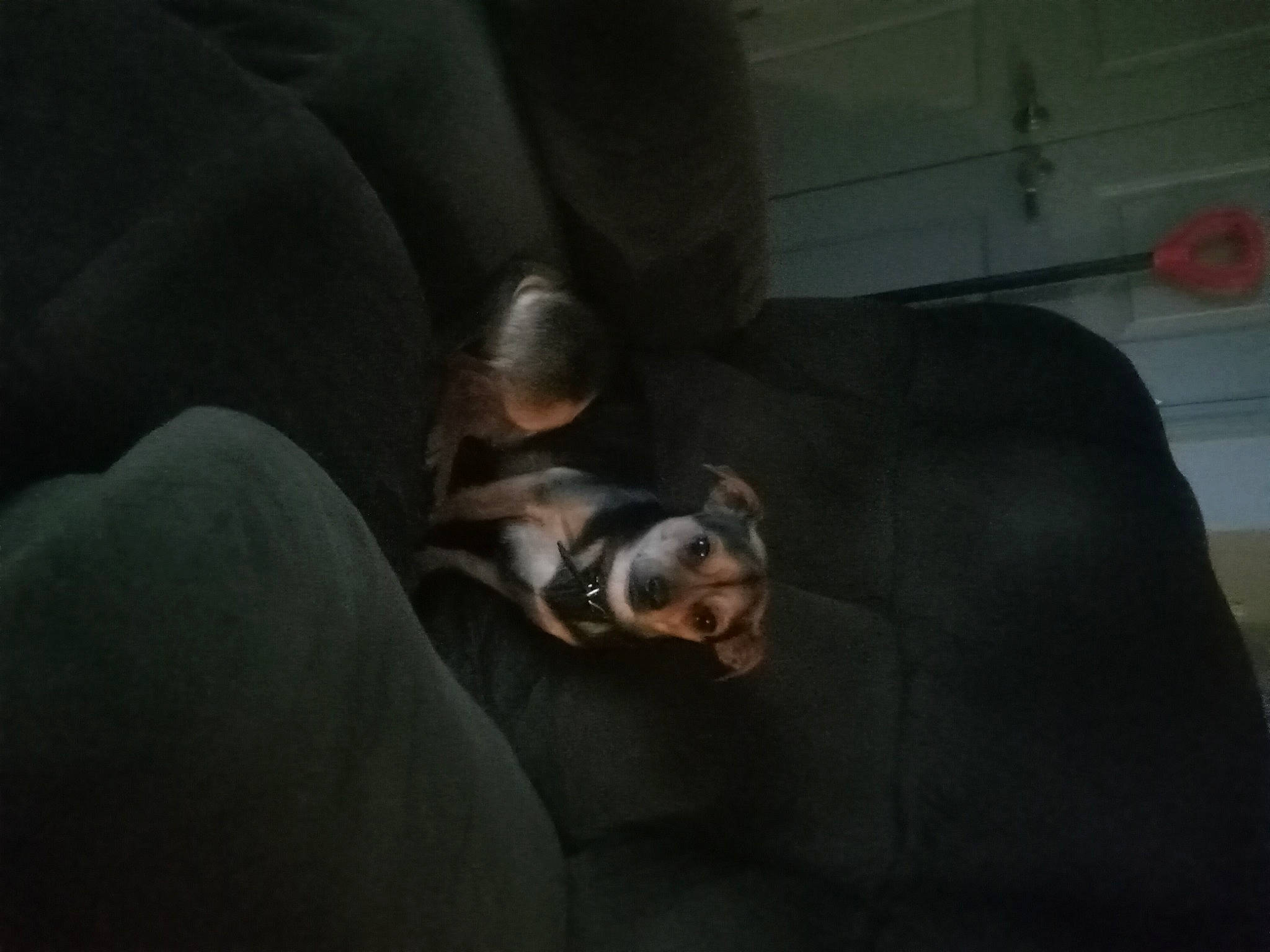 Marsha is registered to the contest to win money with this photo: canidae, carnivore, cloud, club_chair, comfort, companion_dog, couch, darkness, dog, dog_breed, ear, fawn, felidae, fur, grey, nap, snout, sporting_group, toy_dog, whiskers