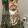cat, orange_tabby, pet, animal, indoor, plant, green, furniture, floor, wall, power_outlet, charger, cord, tail, paws, fur, ears, whiskers, sitting, cozy