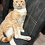 cat, ginger_cat, white_fur, pet, animal, indoor, chair, feline, relaxed, sitting, paw, whiskers, fur, cute, domestic_cat, looking, portrait, comfortable, home, furniture