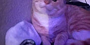 Canelo is registered to the contest to win money with this photo: cat, orange_tabby, indoor, bed, pillow, feline, pet, blurred, purple_light, relaxed, resting, striped, animal, cozy, furry, comfort, domestic, cute, sleepy, soft