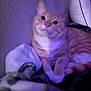 cat, orange_tabby, indoor, bed, pillow, feline, pet, blurred, purple_light, relaxed, resting, striped, animal, cozy, furry, comfort, domestic, cute, sleepy, soft