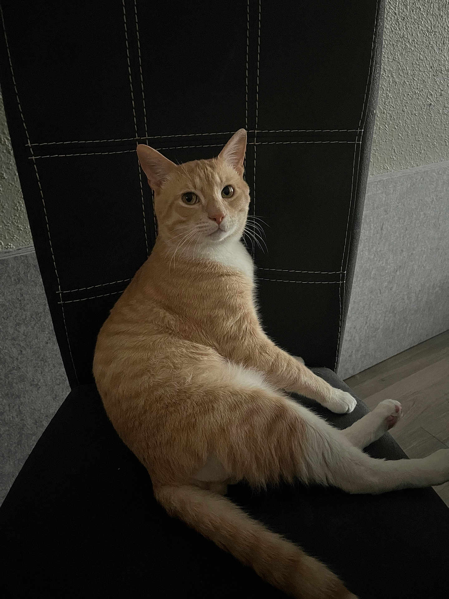 Canelo
