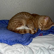 Canelo joined the competition — help win amazing prizes! cat, orange_tabby, sleeping, curled_up, blanket, blue_blanket, white_blanket, indoor, cozy, pet, feline, resting, fur, whiskers, soft_texture, quiet, domestic_animal, bedroom, nap, peaceful
