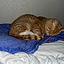 cat, orange_tabby, sleeping, curled_up, blanket, blue_blanket, white_blanket, indoor, cozy, pet, feline, resting, fur, whiskers, soft_texture, quiet, domestic_animal, bedroom, nap, peaceful