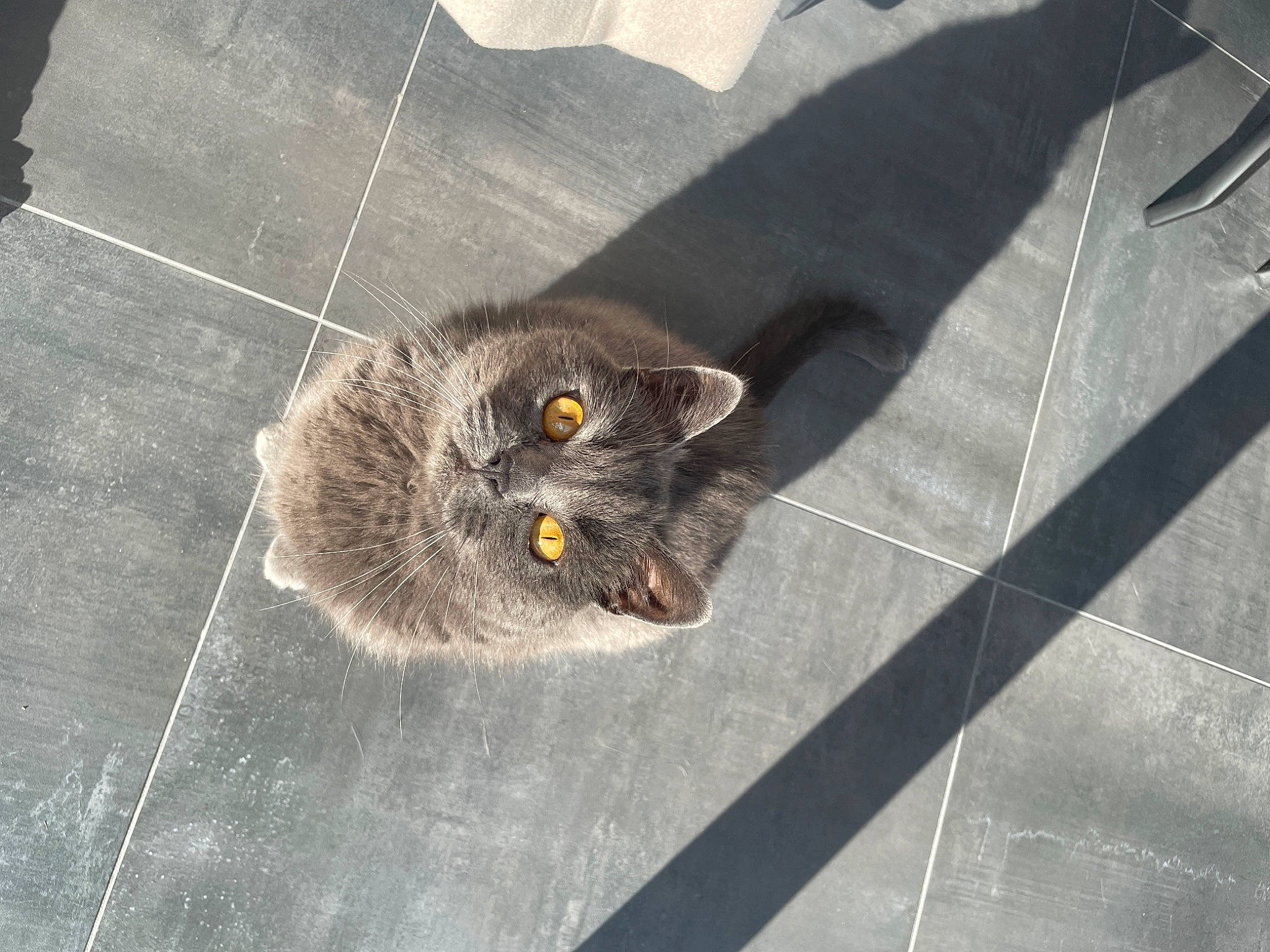 Lego a rejoint le concours — aidez-le/la à gagner de superbes lots ! asphalt, automotive_tire, black_cat, carnivore, cat, domestic_short_haired_cat, eye, felidae, floor, flooring, fur, grey, road_surface, sidewalk, small_to_medium_sized_cats, snout, tail, terrestrial_animal, whiskers, wood