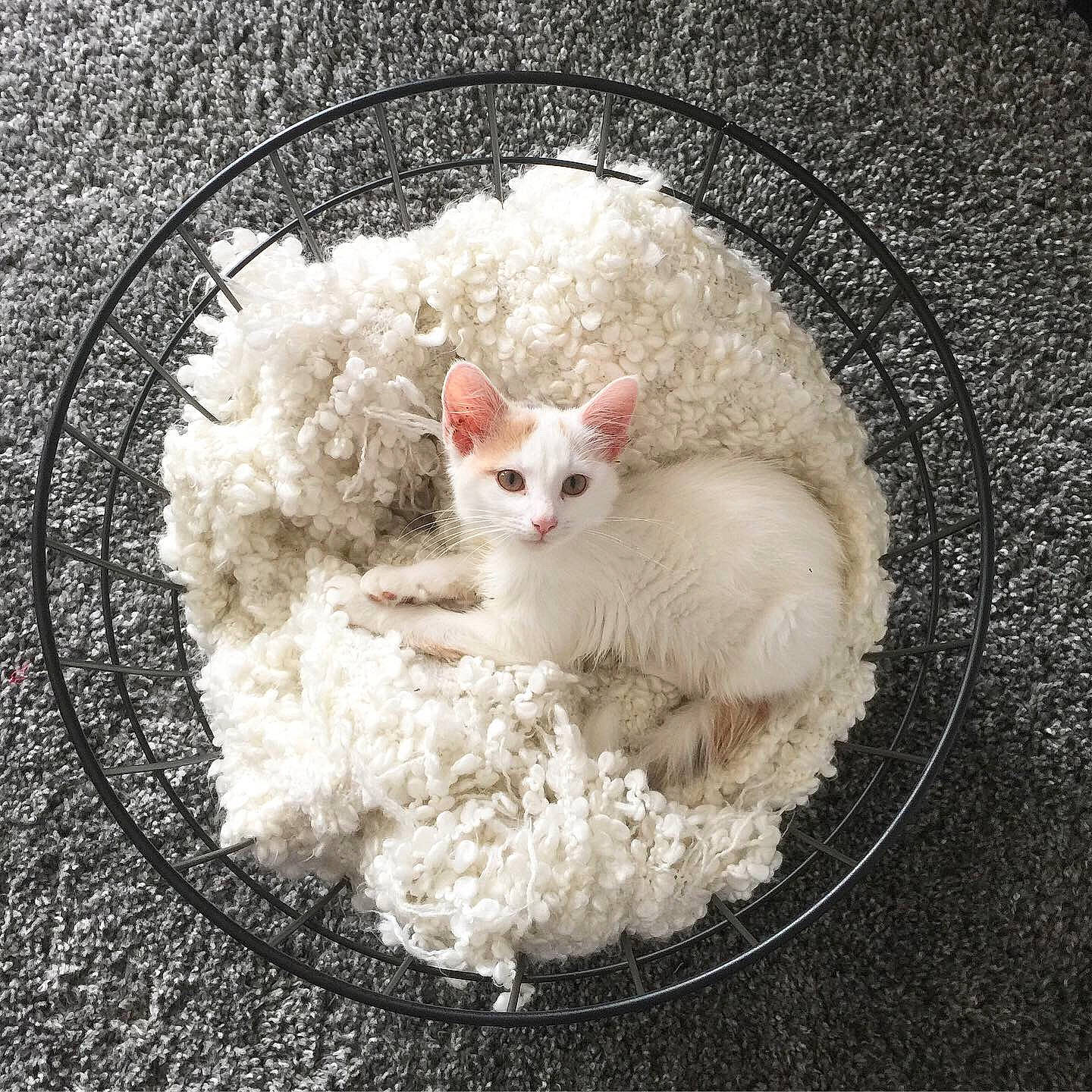 Marvel participe au concours pour gagner de l'argent avec cette photo : carnivore, cat, cornish_rex, devon_rex, felidae, fur, kitten, selkirk_rex, small_to_medium_sized_cats, turkish_angora, whiskers