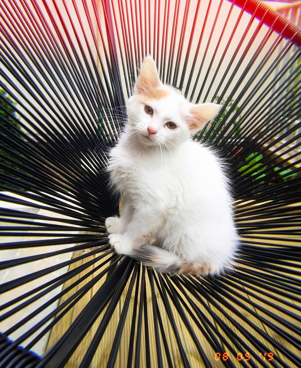 Marvel participe au concours pour gagner de l'argent avec cette photo : aegean_cat, asian, carnivore, cat, eye, felidae, fur, khao_manee, kitten, photography, small_to_medium_sized_cats, tail, tree, turkish_angora, turkish_van, whiskers