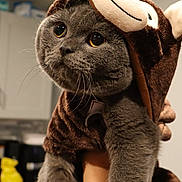 Toffy joined the competition — help win amazing prizes! animal, appliance, cabinet, cat, close_up, costume, cute, domestic, eyes, face, furry, gray_cat, hand_holding, indoor, kitchen, monkey_costume, pet, portrait, soft_texture, whiskers