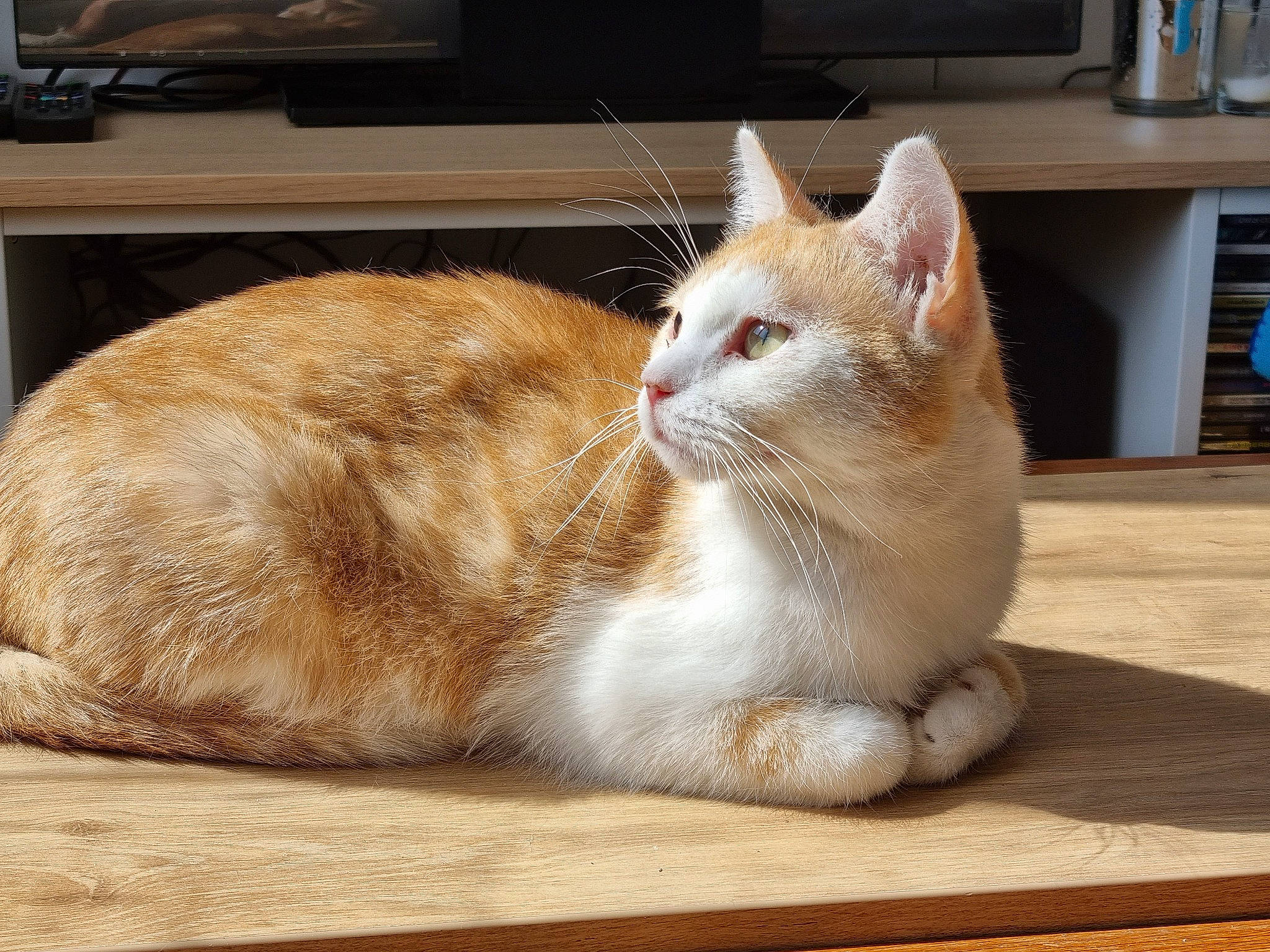 Enzo a rejoint le concours — aidez-le/la à gagner de superbes lots ! carnivore, cat, comfort, domestic_short_haired_cat, fawn, felidae, flooring, fur, hardwood, home_appliance, kitchen_appliance, paw, shelf, small_to_medium_sized_cats, snout, tail, television, whiskers, window, wood