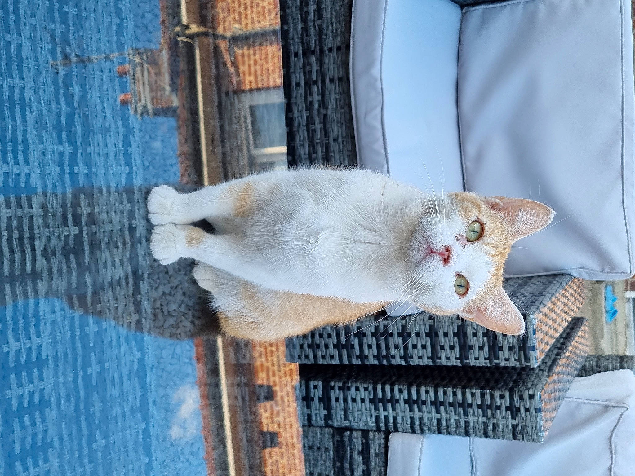 Enzo a rejoint le concours — aidez-le/la à gagner de superbes lots ! blue, carnivore, cat, domestic_short_haired_cat, fawn, felidae, fur, pattern, paw, small_to_medium_sized_cats, snout, tail, water, whiskers, wood