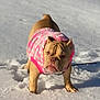 Rosie is registered to the contest to win money with this photo: dog, bulldog, snow, winter, pet, animal, outdoor, pink_sweater, clothing, fur, canine, cute, portrait, standing, cold, daylight, nature, weather, mammal, companion