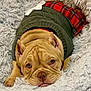 Rosie joined the competition — help win amazing prizes! dog, puppy, clothing, sweater, plaid_skirt, bow, wrinkles, fluffy_blanket, cute, resting, indoors, pet, fur, face, nose, ears, paws, cozy, brown_dog, laying_down