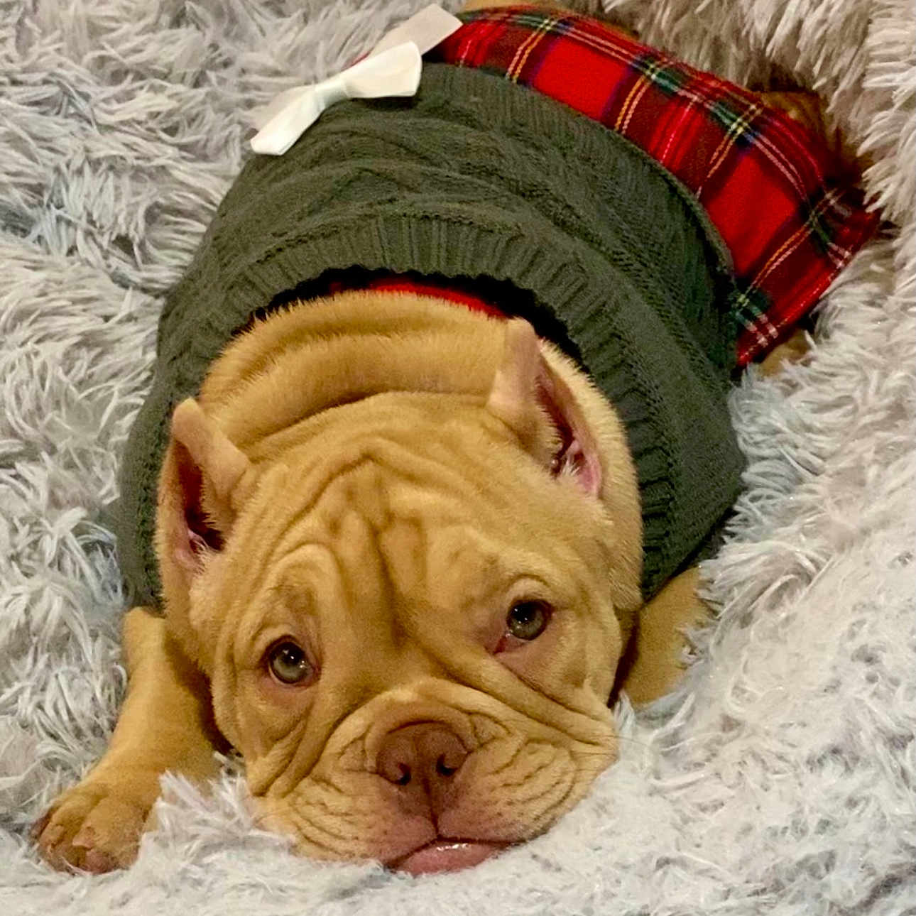 Rosie joined the competition — help win amazing prizes! bow, brown_dog, clothing, cozy, cute, dog, ears, face, fluffy_blanket, fur, indoors, laying_down, nose, paws, pet, plaid_skirt, puppy, resting, sweater, wrinkles