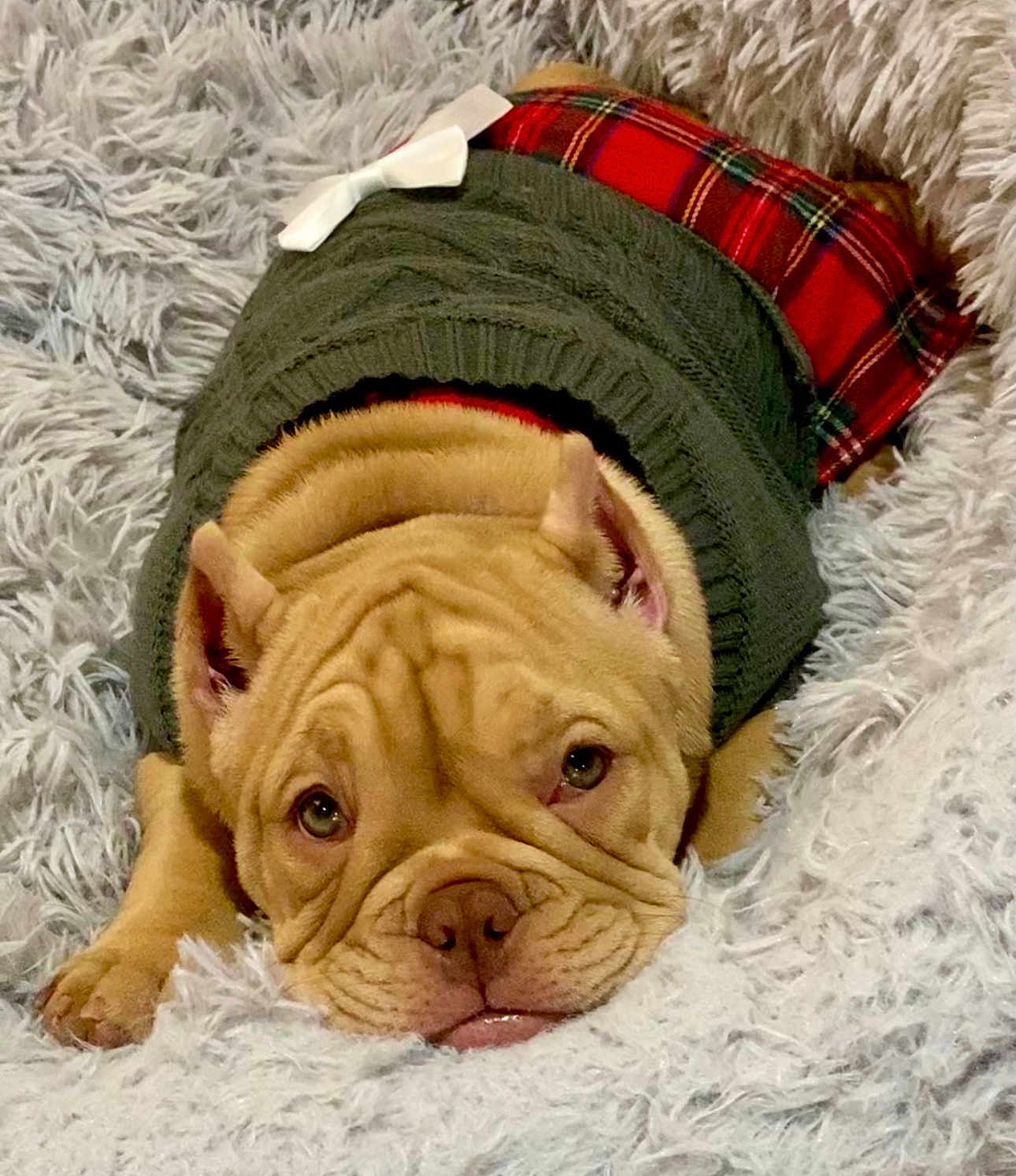 Rosie joined the competition — help win amazing prizes! dog, puppy, clothing, sweater, plaid_skirt, bow, wrinkles, fluffy_blanket, cute, resting, indoors, pet, fur, face, nose, ears, paws, cozy, brown_dog, laying_down