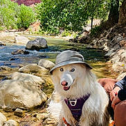Layla joined the competition — help win amazing prizes! dog, white_dog, blue_eyes, bucket_hat, harness, river, rocks, trees, water, outdoors, nature, person, hiking, sunlight, shadow, leash, sitting, canine, scenic, adventure