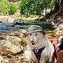 dog, white_dog, blue_eyes, bucket_hat, harness, river, rocks, trees, water, outdoors, nature, person, hiking, sunlight, shadow, leash, sitting, canine, scenic, adventure