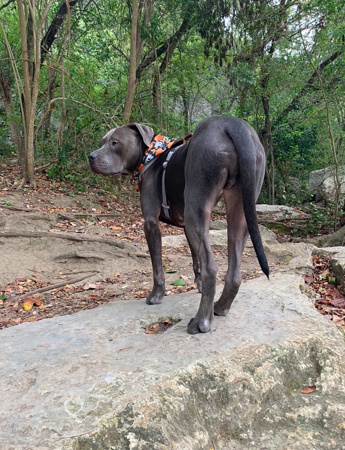 Zuko is registered to the contest to win money with this photo: adventure, canidae, carnivore, dog, dog_breed, fawn, guard_dog, hunting_dog, non_sporting_group, sporting_group, tail, trail, working_animal