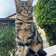 Yuna a rejoint le concours — aidez-le/la à gagner de superbes lots ! cat, tabby, animal, outdoor, greenery, plant, pet, fur, whiskers, sitting, ledges, nature, sky, house, daylight, mammal, alert, portrait, closeup, domestic_cat