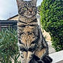 cat, tabby, animal, outdoor, greenery, plant, pet, fur, whiskers, sitting, ledges, nature, sky, house, daylight, mammal, alert, portrait, closeup, domestic_cat