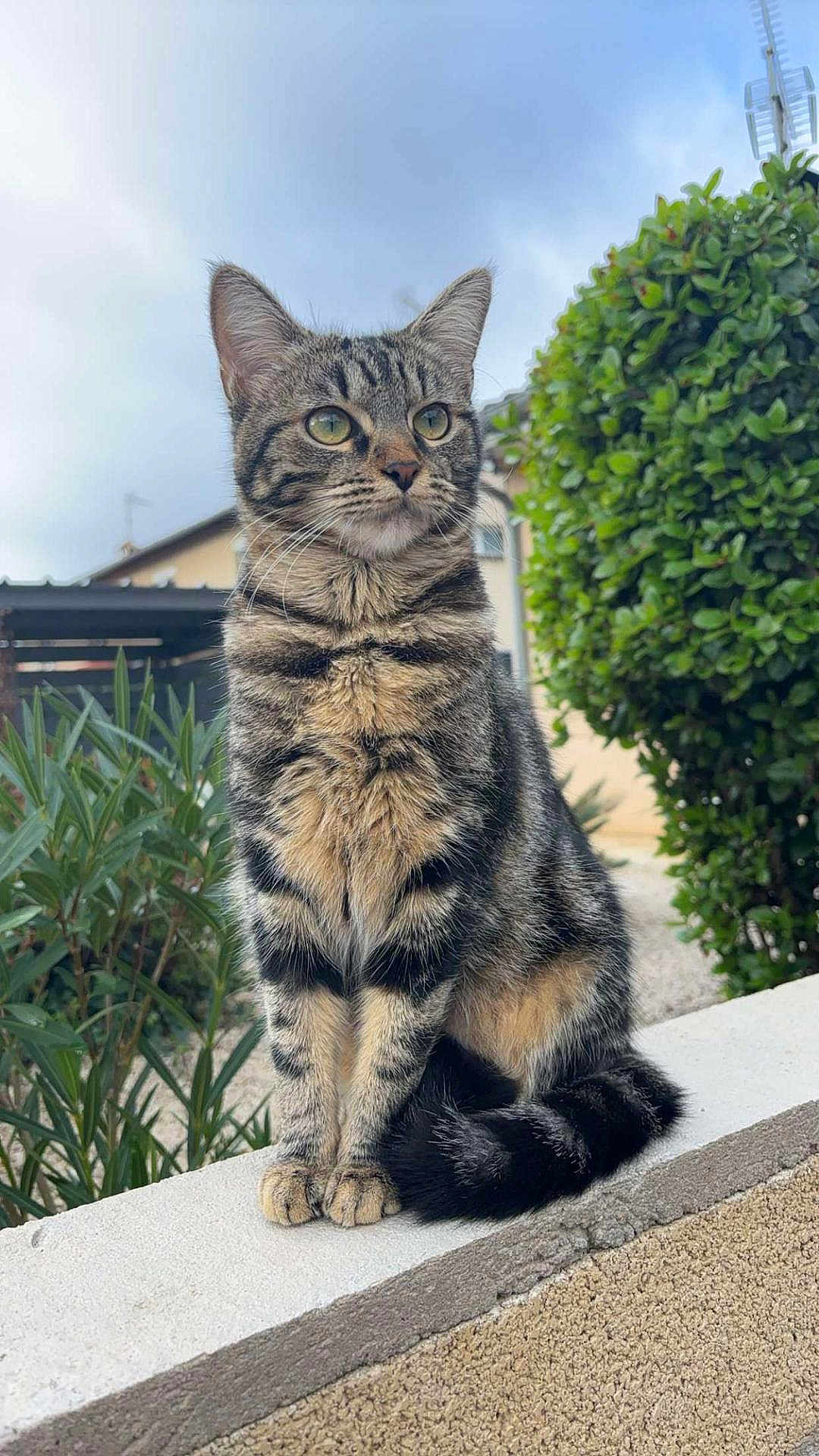 Yuna a rejoint le concours — aidez-le/la à gagner de superbes lots ! cat, tabby, animal, outdoor, greenery, plant, pet, fur, whiskers, sitting, ledges, nature, sky, house, daylight, mammal, alert, portrait, closeup, domestic_cat