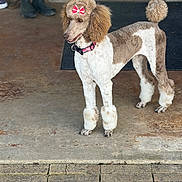 Scout joined the competition — help win amazing prizes! dog, poodle, pet, bow, groomed, fur, curly_fur, pink_collar, porch, boots, concrete, door, animal, standing, cute, fluffy, legs, tail, domestic_animal, outdoor