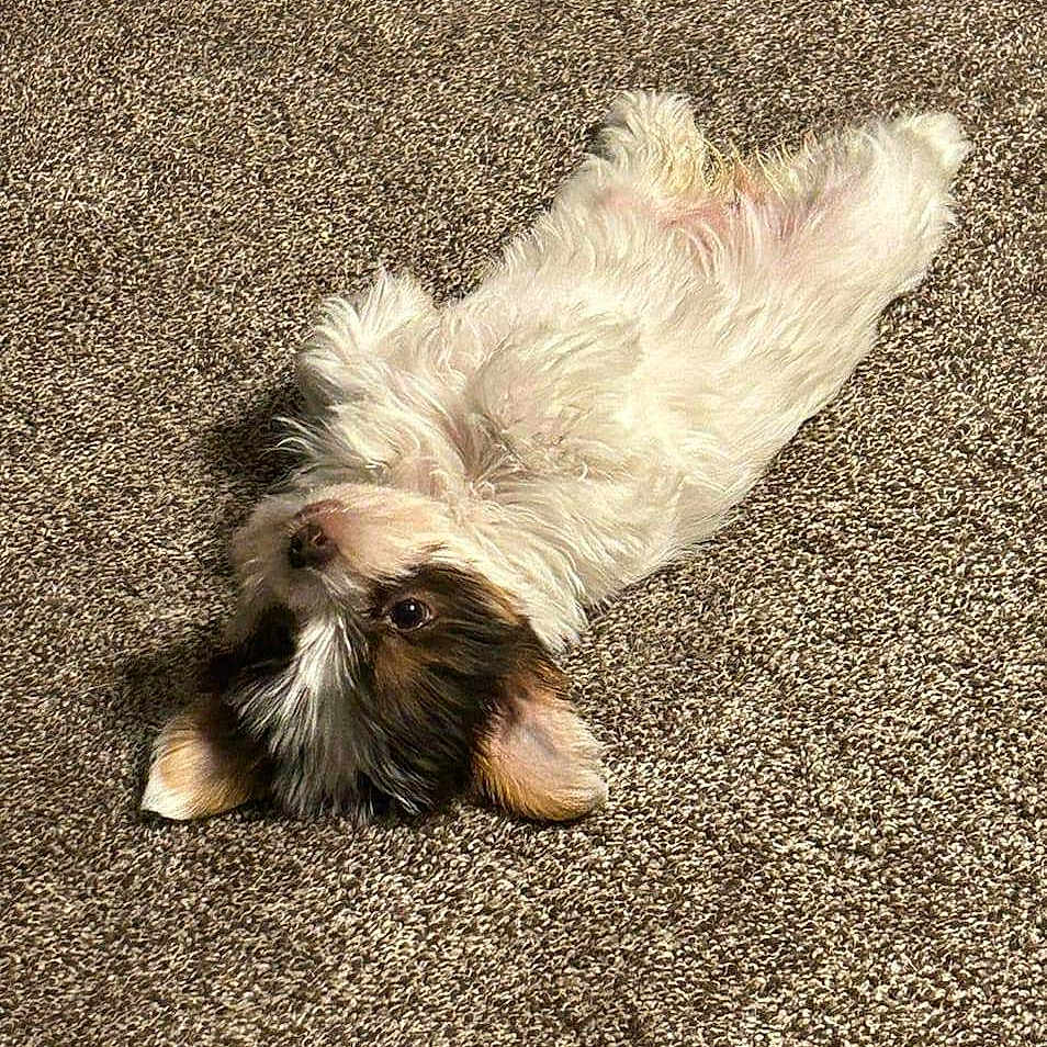 Gizmo joined the competition — help win amazing prizes! affenpinscher, animal, canine, cat, cockerspaniel, dog, papillon, person, pet, poodle, puppy, sleeping, terrier, whitedog