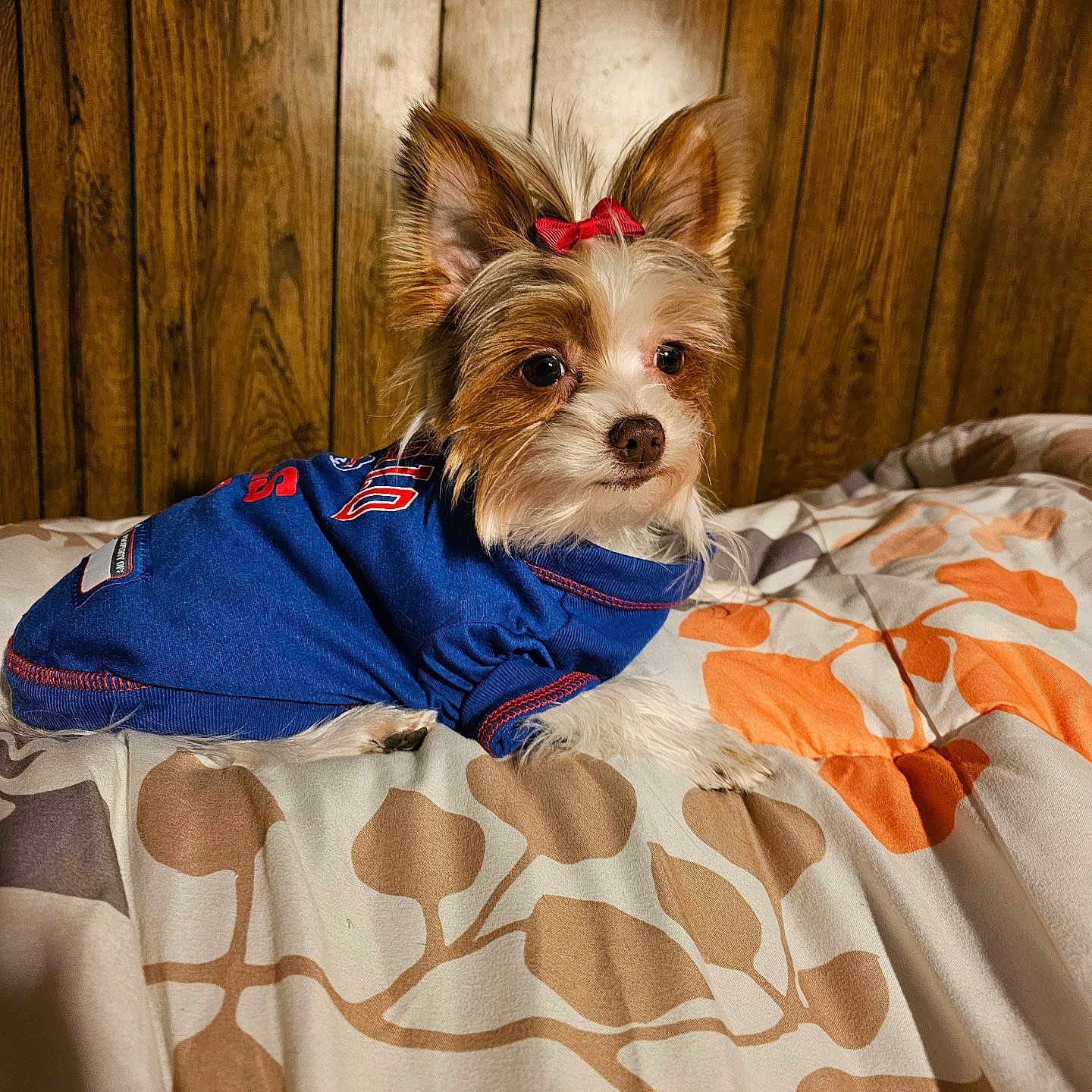 Gizmo is registered to the contest to win money with this photo: animal, bed, bedroom, blanket, canine, cockerspaniel, couch, dog, furniture, hardwood, hound, indoors, interiordesign, papillon, pet, puppy, quilt, room, terrier, wood