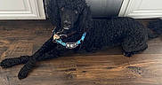 Elvis Von is registered to the contest to win money with this photo: dog, poodle, black_dog, curly_fur, pet, indoor, wooden_floor, stainless_steel, appliance, harness, do_not_pet, animal, canine, flooring, relaxed, looking_at_camera, domestic, companion, fur, laying_down