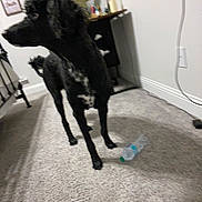 Elvis Von is registered to the contest to win money with this photo: dog, black_dog, indoor, carpet, water_bottle, furniture, wall, electrical_outlet, floor, standing, pet, animal, room, plastic_bottle, household, blur, shadow, colorful_objects, side_view, canine