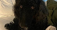 Elvis Von joined the competition — help win amazing prizes! animal, bed, black_dog, blanket, companion, cozy, curly_fur, curly_hair, cute, dog, furniture, headboard, indoor, looking_up, pet, poodle, portrait, resting, white_sheets, window_blinds
