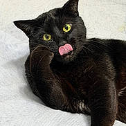 Skylar is registered to the contest to win money with this photo: animal, black_cat, cat, closeup, cute, domestic_cat, feline, fur, indoor, licking, lying_down, mischievous, pet, playful, portrait, resting, texture, whiskers, white_background, yellow_eyes