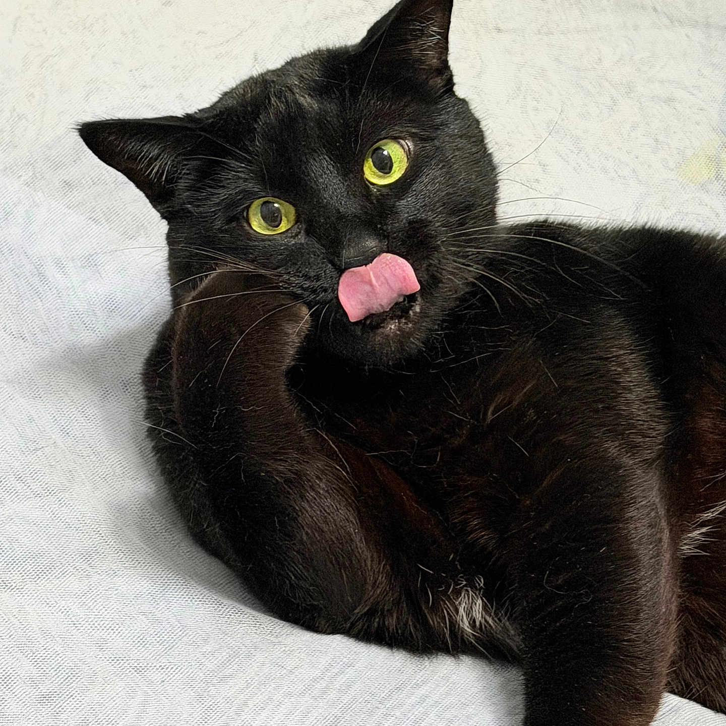 Skylar is registered to the contest to win money with this photo: animal, black_cat, cat, closeup, cute, domestic_cat, feline, fur, indoor, licking, lying_down, mischievous, pet, playful, portrait, resting, texture, whiskers, white_background, yellow_eyes