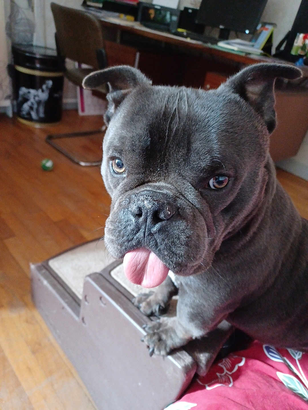Enzo