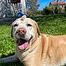 dog, golden_dog, pet, animal, outdoor, grass, garden, sunlight, flower_crown, flowers, daisy, happy, smiling, open_mouth, tongue, pink_nose, portrait, closeup, house, blue_sky