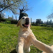 Molly a rejoint le concours — aidez-le/la à gagner de superbes lots ! dog, labrador, cream_colored, happy, smiling, outdoor, garden, grass, sunlight, blue_sky, tree, fence, nature, selfie, close_up, sitting, front_view, open_mouth, floppy_ears, playful