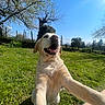 dog, labrador, cream_colored, happy, smiling, outdoor, garden, grass, sunlight, blue_sky, tree, fence, nature, selfie, close_up, sitting, front_view, open_mouth, floppy_ears, playful