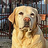 Molly participe au concours pour gagner de l'argent avec cette photo : dog, labrador, yellow_labrador, pet, animal, portrait, close_up, outdoor, fence, red_fence, garden, house, gravel, sunlight, fur, floppy_ears, brown_eyes, nose, sitting, serious_expression