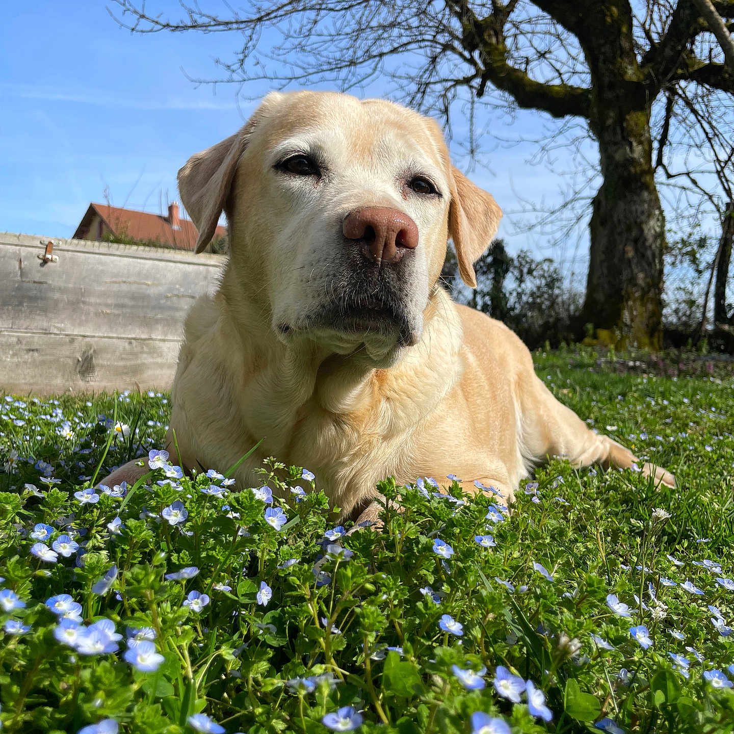 Molly participe au concours pour gagner de l'argent avec cette photo : dog, golden_retriever, pet, animal, canine, lying_down, portrait, close_up, outdoor, garden, flowers, blue_flowers, grass, spring, tree, blue_sky, sunlight, nature, house, wall