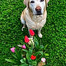 Molly a rejoint le concours — aidez-le/la à gagner de superbes lots ! dog, labrador, yellow_lab, pet, animal, portrait, outdoor, garden, grass, clover, flowers, tulips, flower_arrangement, spring, nature, greenery, sitting, looking_at_camera, pink_flowers, colorful