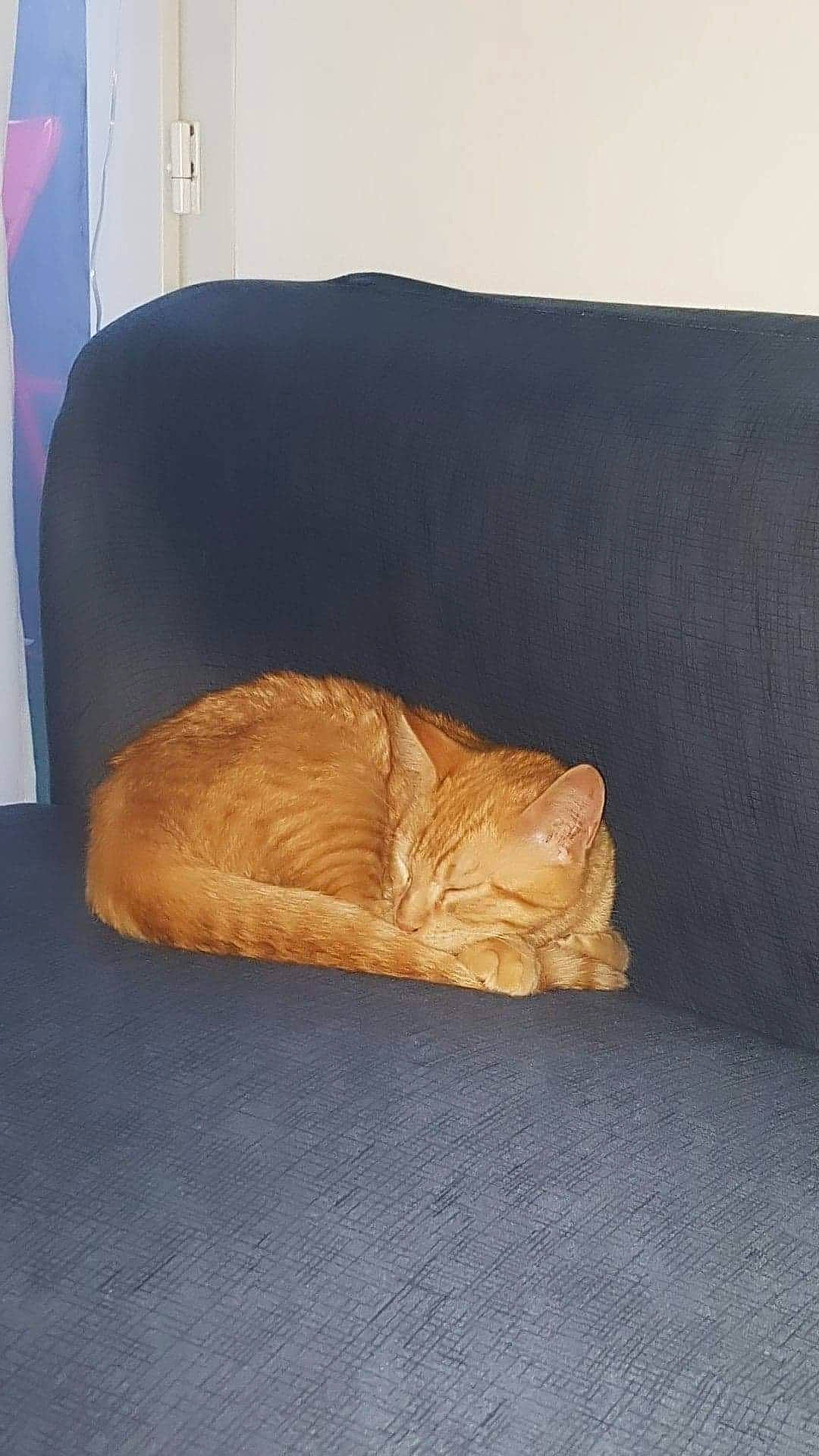 Ron participe au concours pour gagner de l'argent avec cette photo : armrest, blanket, carnivore, cat, cat_bed, cat_supply, comfort, fawn, felidae, nap, pet_supply, sleep, slipcover, small_to_medium_sized_cats, tabby_cat, velvet, whiskers