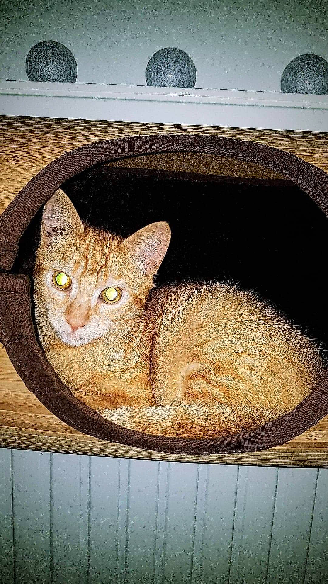 Ron a rejoint le concours — aidez-le/la à gagner de superbes lots ! carnivore, cat, cat_bed, cat_furniture, cat_supply, circle, comfort, domestic_short_haired_cat, fawn, felidae, home_accessories, organism, pet_supply, small_to_medium_sized_cats, snout, sphere, terrestrial_animal, vertebrate, whiskers