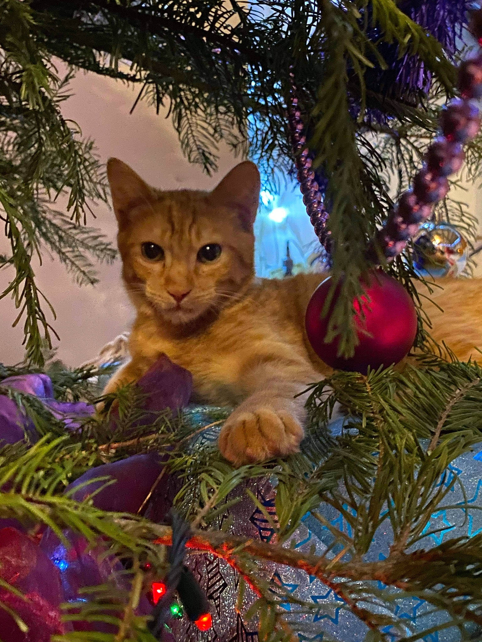 Ron a rejoint le concours — aidez-le/la à gagner de superbes lots ! branch, carnivore, cat, christmas, christmas_decoration, christmas_eve, christmas_ornament, christmas_tree, evergreen, felidae, holiday, holiday_ornament, interior_design, organism, pine_family, small_to_medium_sized_cats, twig, vertebrate, whiskers, woody_plant