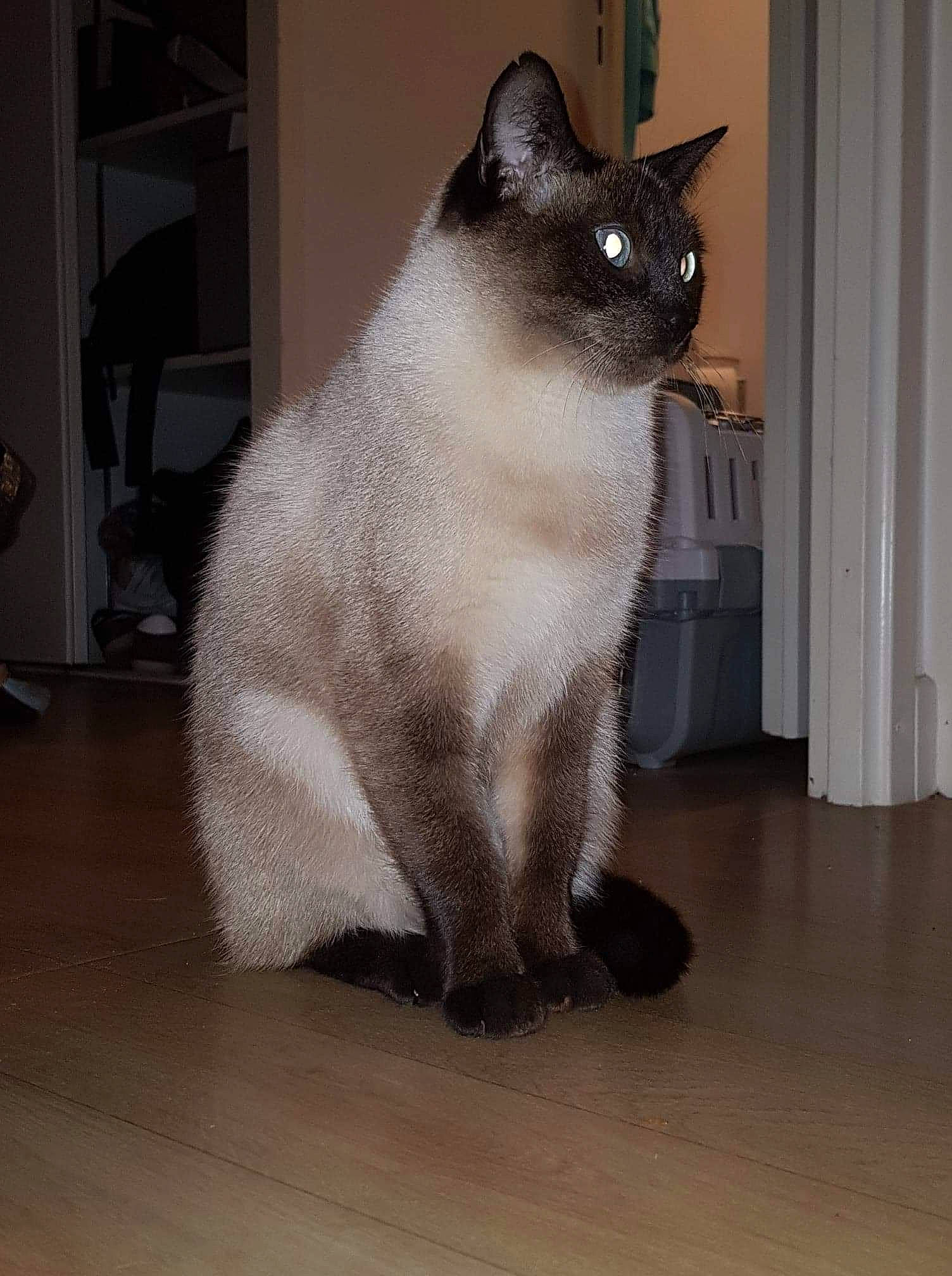 Daïquiri a rejoint le concours — aidez-le/la à gagner de superbes lots ! blue, carnivore, cat, chin, eye, felidae, floor, flooring, hairstyle, hardwood, head, human_body, lighting, organism, product, sitting, small_to_medium_sized_cats, vertebrate, whiskers, wood