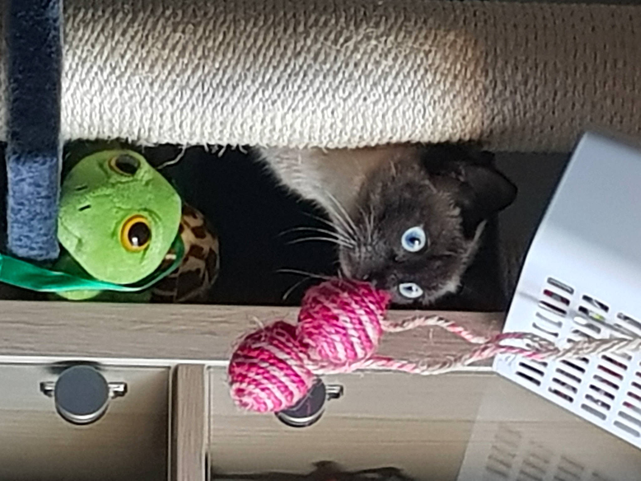 Daïquiri participe au concours pour gagner de l'argent avec cette photo : carnivore, cat, cat_toy, felidae, frog, paper, paper_product, plush, small_to_medium_sized_cats, stuffed_toy, thread, toy, whiskers