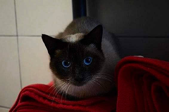 Daïquiri participe au concours pour gagner de l'argent avec cette photo : blue, carnivore, cat, chartreux, comfort, eye, eyebrow, face, felidae, green, head, human_body, kitten, mammal, photograph, room, small_to_medium_sized_cats, vertebrate, whiskers, white