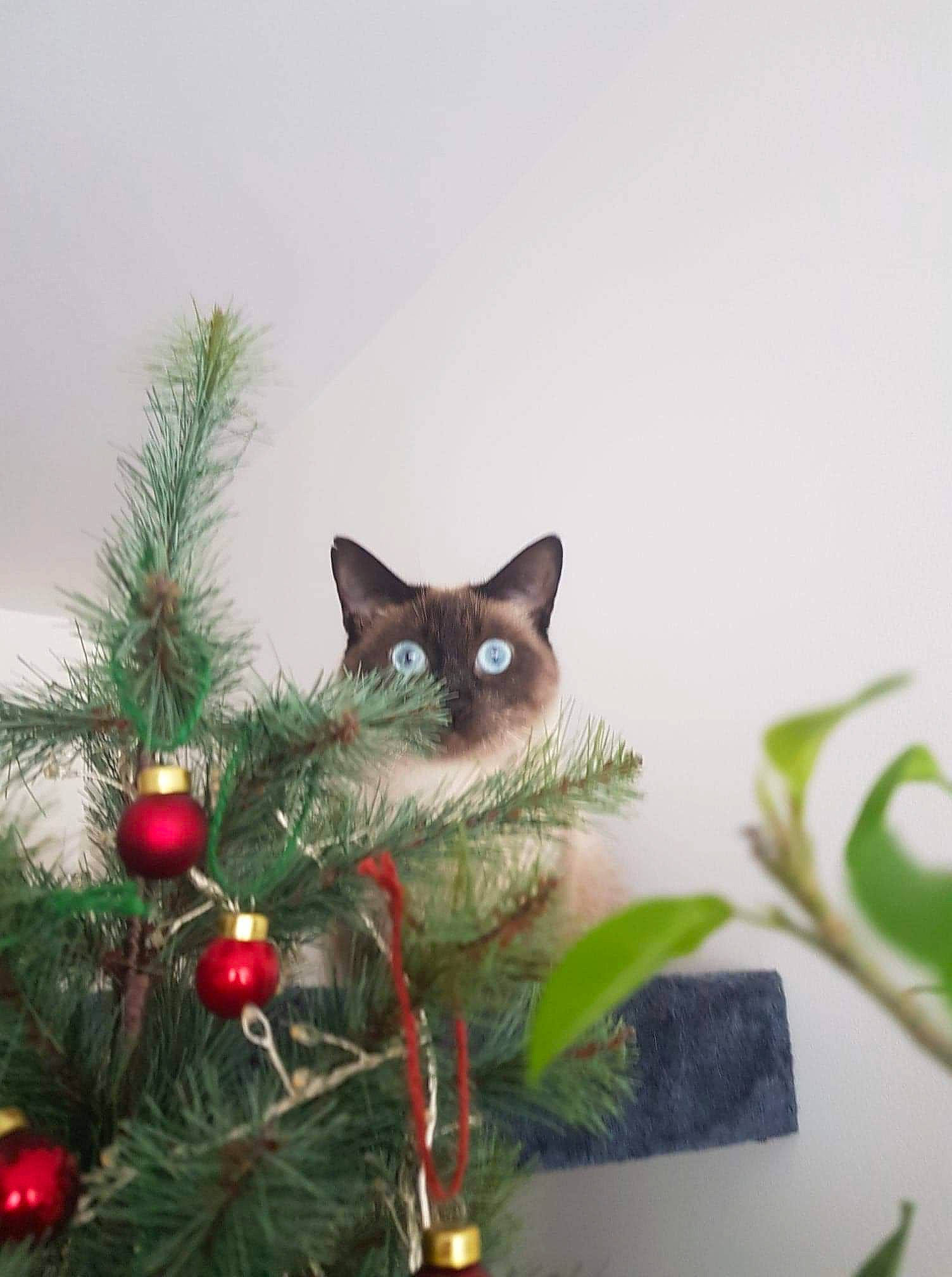 Daïquiri participe au concours pour gagner de l'argent avec cette photo : balinese, carnivore, cat, christmas, christmas_decoration, christmas_eve, christmas_ornament, christmas_tree, conifer, evergreen, felidae, fur, holiday, holiday_ornament, pine_family, siamese, small_to_medium_sized_cats, snout, thai, whiskers