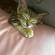 Jazzy is registered to the contest to win money with this photo: kitten, cat, sleeping, paw, pink_pillow, cozy, feline, tabby, indoor, resting, cute, fur, whiskers, ears, soft_texture, nap, pet, domestic_animal, close_up, relaxation