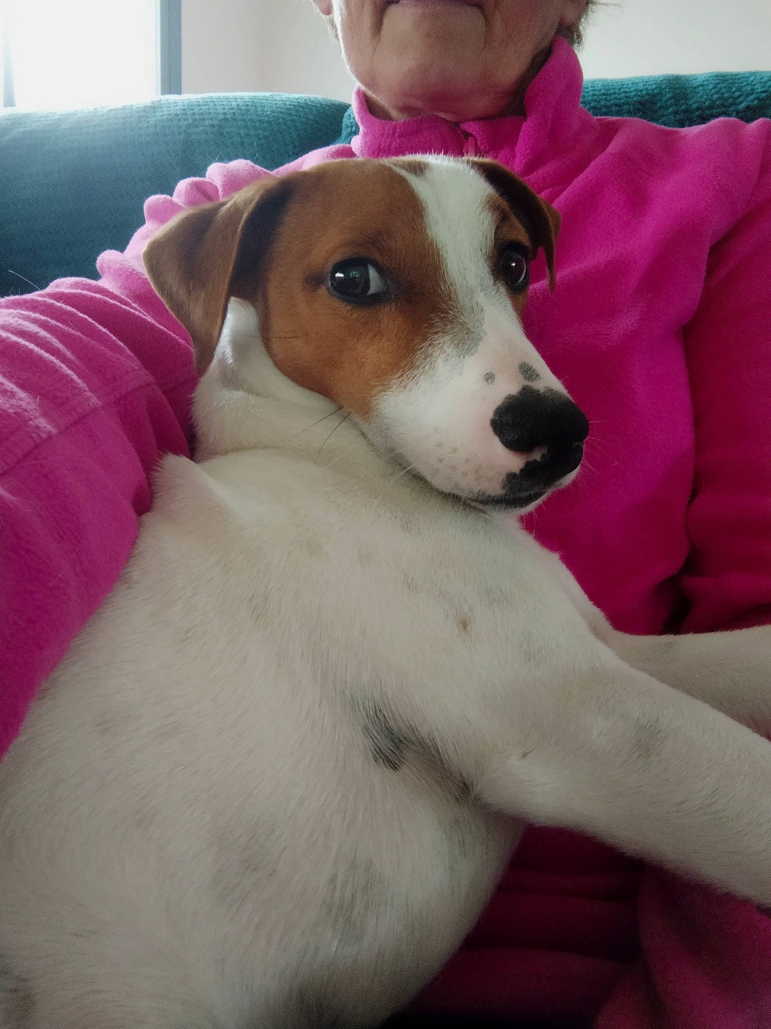 Taylor a rejoint le concours — aidez-le/la à gagner de superbes lots ! canidae, carnivore, collar, comfort, companion_dog, dog, dog_breed, dog_supply, ear, fawn, fur, hound, irishjacks, non_sporting_group, pet_supply, puppy_love, scent_hound, sporting_group, whiskers, working_animal