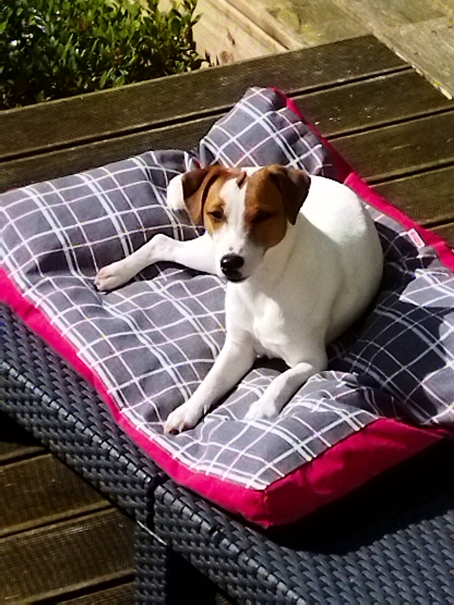 Taylor a rejoint le concours — aidez-le/la à gagner de superbes lots ! carnivore, collar, comfort, companion_dog, dog, dog_bed, dog_breed, dog_collar, dog_supply, fawn, mammal, outdoor_furniture, pattern, pet_supply, plant, sporting_group, tartan, vehicle, vertebrate, working_animal