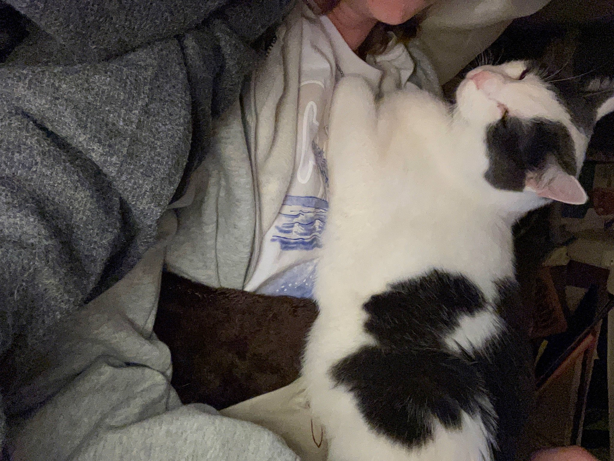 Joe joined the competition — help win amazing prizes! canidae, carnivore, cat, comfort, companion_dog, dog_breed, domestic_short_haired_cat, ear, felidae, formal_wear, fur, lap, paw, small_to_medium_sized_cats, whiskers